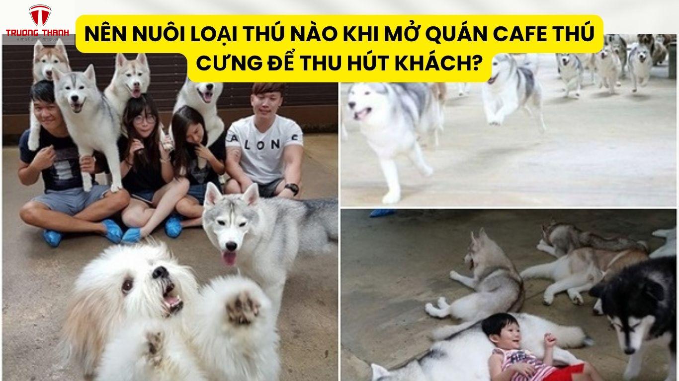 Nên Nuôi Loại Thú Nào Khi Mở Quán Cafe Thú Cưng Để Thu Hút Khách?