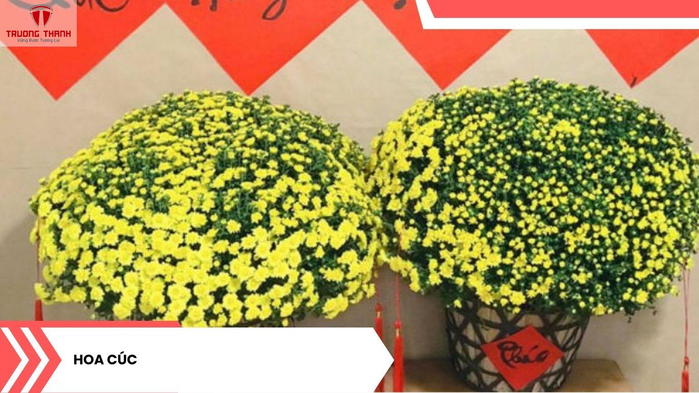 Tết Nên Chưng Hoa Gì Để Rước Tài Lộc Vào Nhà?