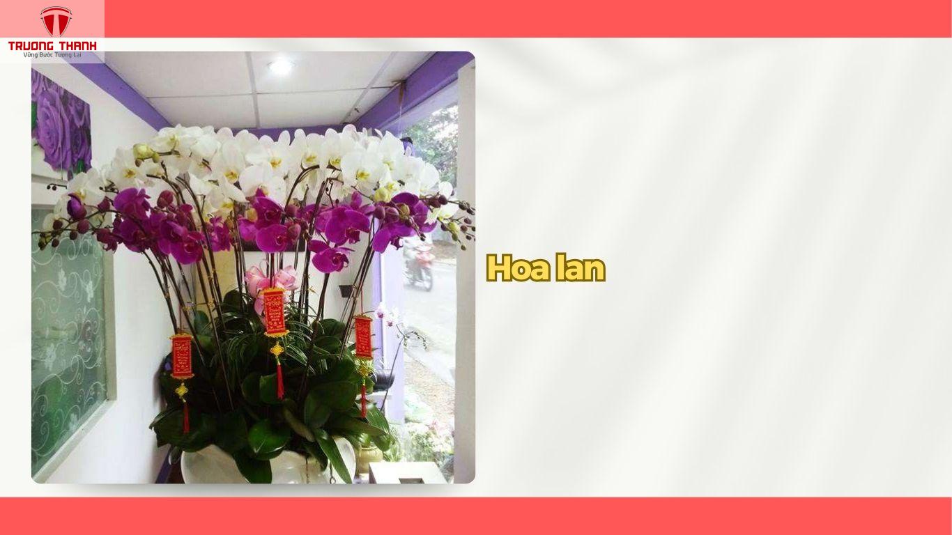 Tết Nên Chưng Hoa Gì Để Rước Tài Lộc Vào Nhà?