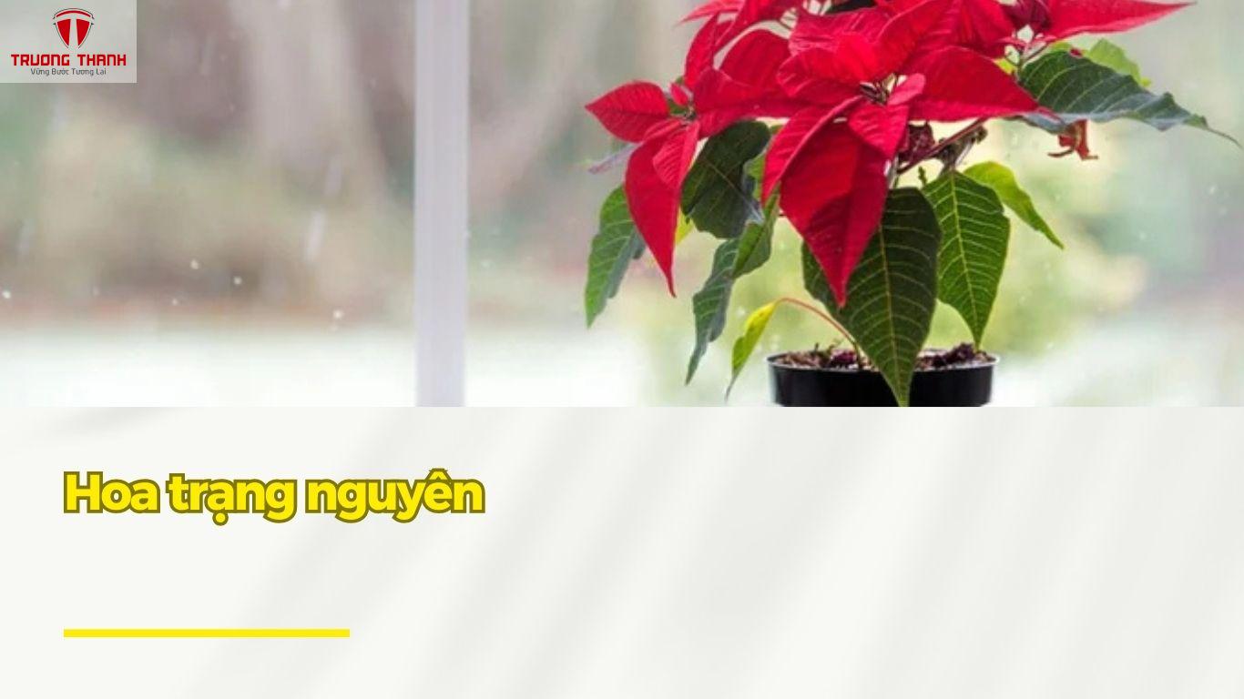 Tết Nên Chưng Hoa Gì Để Rước Tài Lộc Vào Nhà?
