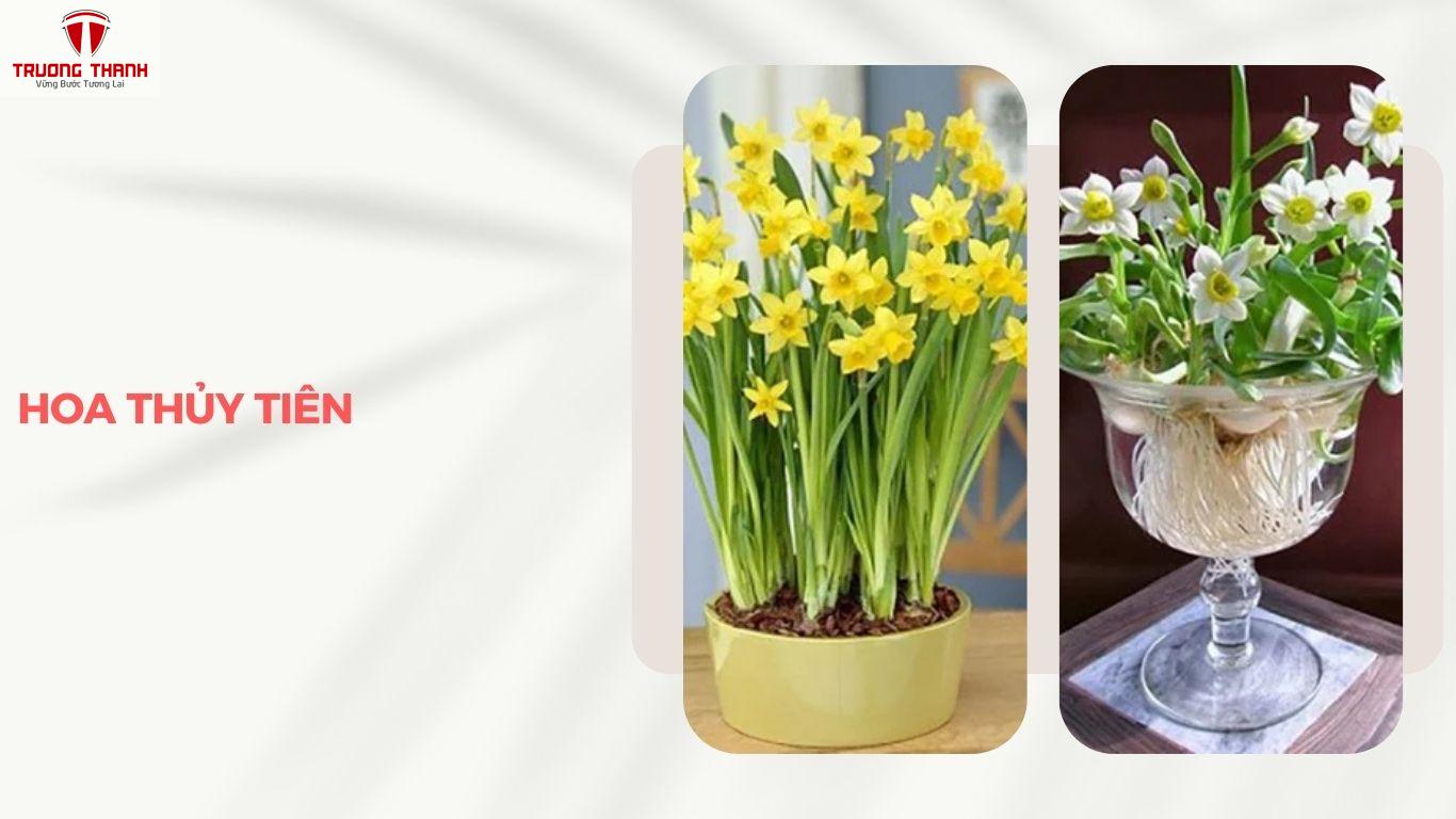 Tết Nên Chưng Hoa Gì Để Rước Tài Lộc Vào Nhà?