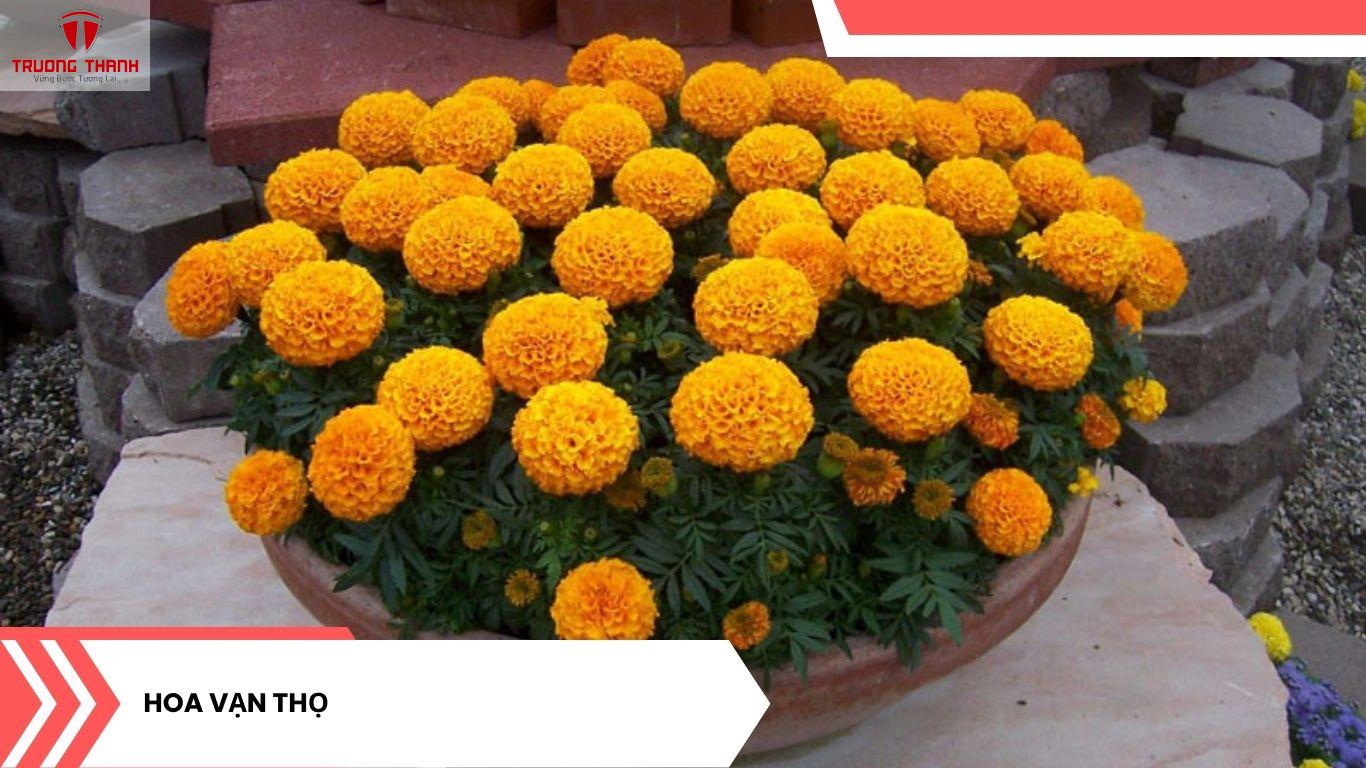 Tết Nên Chưng Hoa Gì Để Rước Tài Lộc Vào Nhà?